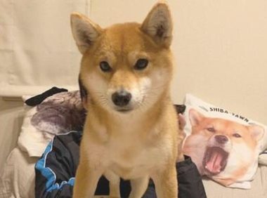 柴犬有意立在巴哥犬的上边，还一臀部坐着它的身上
