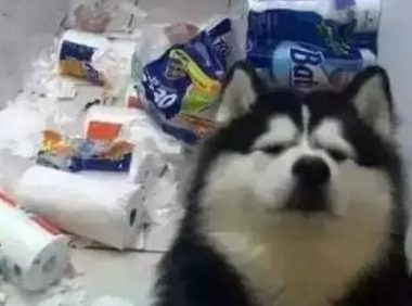 主人家出来遛狗，让边牧牵着阿拉斯加走，阿拉斯加：我不要脸面的吗