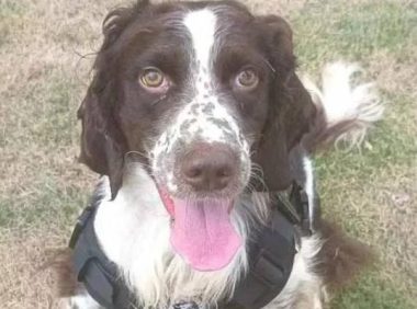 你想拥有一只警犬吗？上海首批退役警犬开放领养！