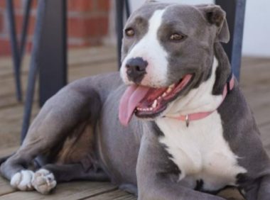 胆小比特犬害怕被走丢不愿散步,妈妈心疼花3个月改变它