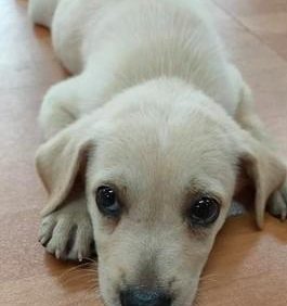 以为自己养了只拉布拉多，长大后狗狗变了样！原来你只是土狗