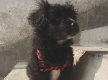 街头碰到只流浪狗,把它带大街上后殊不知那么乖,女生:这下捡到宝了