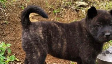 捡到一只流浪小奶狗,邻居一看双眼直放光:狗子大有来头啊