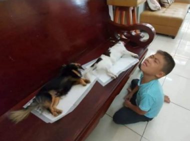 狗狗绝育后躺椅子上，小主人见状以为它们死掉了，当场哭出声！