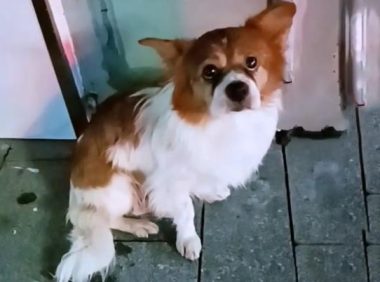 11岁老犬意外走失，寻找主人时被车撞，获救时它竟满眼泪水