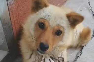 乍一看是小猴子,细心一看是狗狗,杨戬:悟空对哮天犬干了哪些?