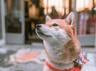 柴犬自动送上门,一群人争着认领,想不到全是冒充的!