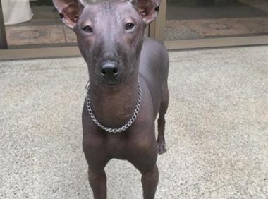一只乌黑的无毛犬，被误认为是一件艺术品雕像，网友：傻傻分不清