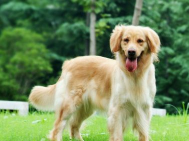 一家宠物店一夜之间被盗70多只宠物犬 损失将近三十多万元