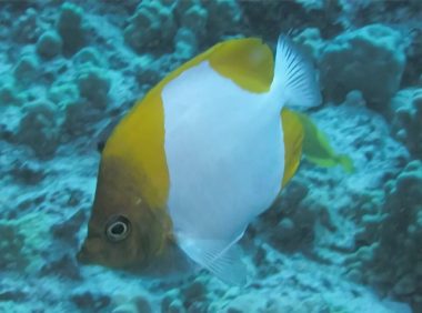 霞蝶鱼身份信息