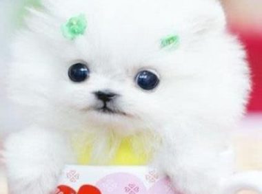 美女将狗狗装瓶中,网友骂声一片,网友:欠你一个道歉