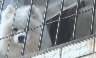 刚到楼底下,一抬頭就看到了狗狗,铲屎官:啊!要赔窗纱钱给房东了