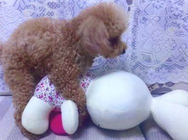 小狗相逢后骑跨全是耍无赖?主人家别想歪,他们将会仅仅在社交媒体沟通交流