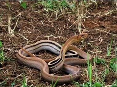 三索锦蛇身份信息