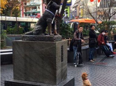 狗狗巧遇忠犬小八 坐直挺腰与八公一起拍照