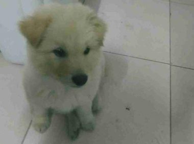 流浪犬在街道讨吃的，路人厌烦一脚把它给踢开，小家伙憋屈无比