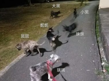 夜晚遛狗遭陌生男子数次搭讪，多亏流浪狗出面救了她一命！
