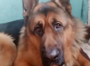 主人冲着高加索犬德牧歌唱，狗狗就非常相互配合的跟随摆头打节奏感，好可爱啊