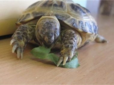 四爪陆龟身份信息