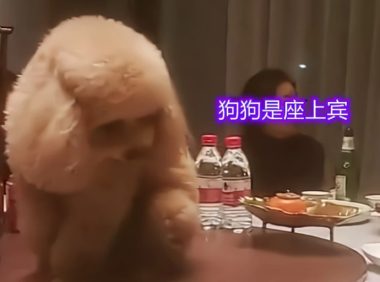 给狗狗庆生?巨型贵宾犬坐在饭桌中间吃菜,一大家子人陪着胡闹