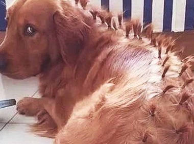 主人外出，让女朋友帮照料狗狗，当回家开门后，令人真是啼笑皆非