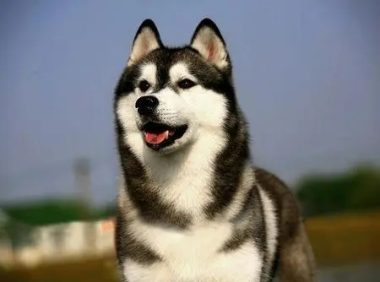 哈士奇紧咬玩具一整天,不吃饭也不松口,知道真相后被狗狗蠢哭了?