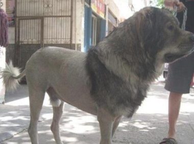 主人家给小狗干了个新的外观设计，弄出后吸睛率非常高