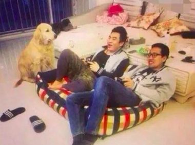 小哥坐着狗窝上打游戏，金毛一脸瞧不起看见他：怪不得你一直单身男女