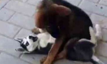 二哈又闯祸了 主人被气哭：这么怂的狗我不要了