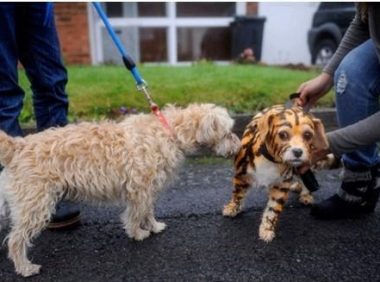 狗狗剃毛成老虎 | 英国一女子将狗狗染成老虎毛爆红网络