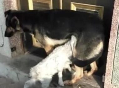 母狗喂奶时一直哀嚎，总觉得哪里不对劲，走近一看简直气懵