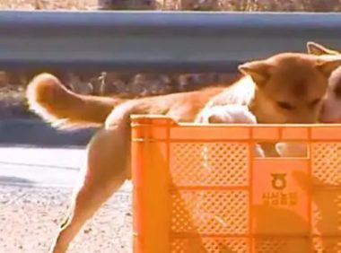 狗狗从外面叼回来两只小奶狗，还没来得及开心，狗妈妈找上门来了