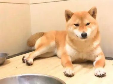 柴犬把“情人”带回了家，现在它们都已经生了小狗