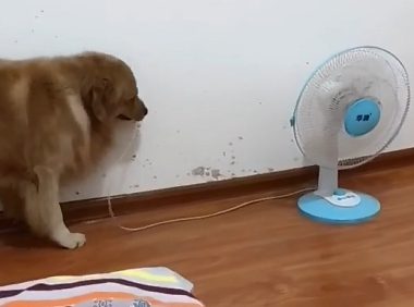 金毛狗狗嫌热把手关掉，还把主人吹的散热风扇也关掉，硬要主人吹空调！