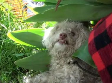 贵宾犬险些被撞,路人靠近就暴咬,救援后才知道它“看不见”