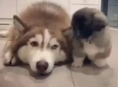 小土狗一直粘着哈士奇,结果把二哈粘的生无可恋了