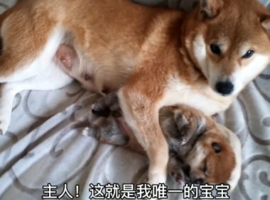 柴犬牢牢地抱着小奶狗,还不许主人去碰,狗:千万别送它走了
