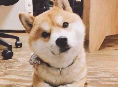 男人养了一只柴犬,下班了回家见到狗狗在厕所,男人笑喷
