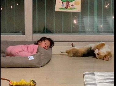 网友让柯基照料女儿,回家了后震惊了,小狗:我做得还好吧?