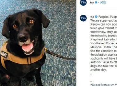 又一批小警犬遭淘汰,原因竟然是这三个!难怪网友都抢着领养!