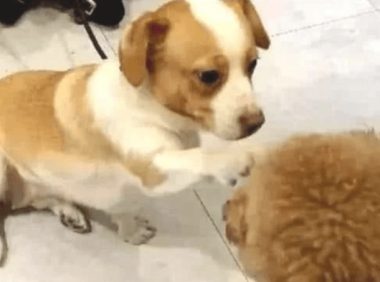 小土狗马路边遇见泰迪，刚要想向它求爱，下一幕却令人心痛万分