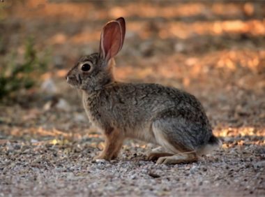 沙漠棉尾兔身份信息