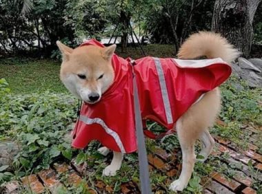 柴犬挣脱绳子，越叫越走气死人！最后主人用妙招让它乖乖回来