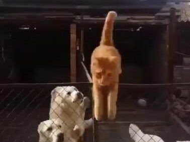 橘猫误闯狗狗地盘, 机智喵一招脱险, 最后狗子的表情亮了