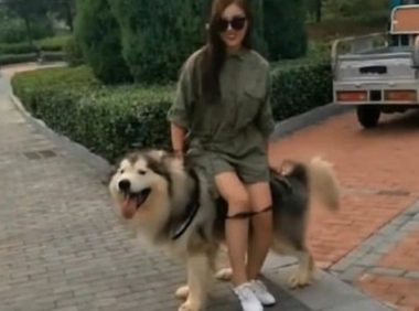 女人带狗子出来转悠，太累了想坐着狗的身上歇息，結果下一秒尴尬了