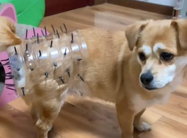 为了避免让狗狗怀孕生子，主人特地做了神器：这下没问题了吧？！