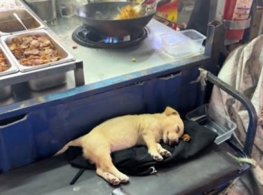 老板带着狗一起出摊，主人炒菜它在旁边熟睡