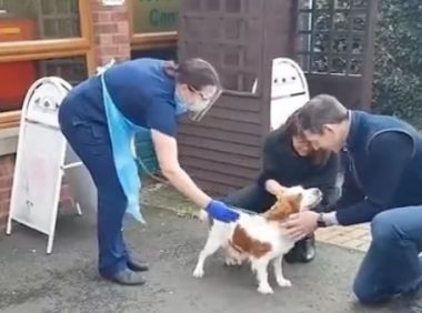 狗狗走失6年,惨被当繁殖犬,没价值后遭丢弃