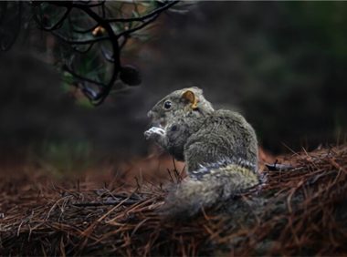 黄山松鼠身份信息
