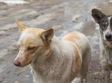 混迹在餐馆中的流浪狗，吃得比家犬还胖，只因遇到一个好老板